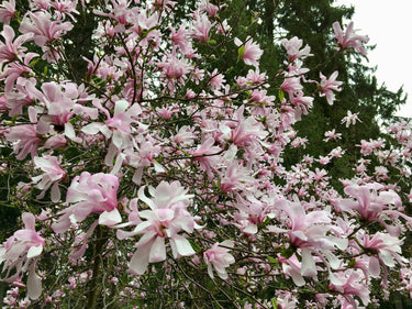5 LOEBNER MAGNOLIA Loebneri TREE Shrub Seeds - Cross of M Stellata & Kobus - Fragrant Pink White Huge 3 - 5